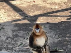 -西霞口神雕山野生动物世界