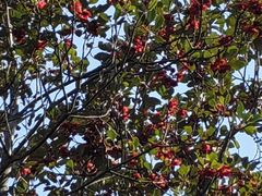 -梧桐山风景名胜区