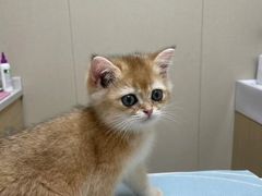 -安安宠医宠物医院·异宠·犬猫内科(岳阳分院)