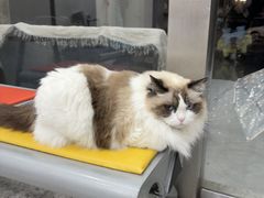 -四月宠物医院·猫专科·心脏专科·内科(转塘店)