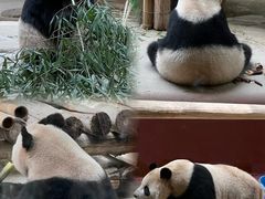 -杭州野生动物世界