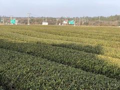 -雪绿茶博物馆