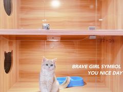 -猫十亿·布偶金渐层·曼基康矮脚猫舍(青年路店)