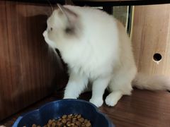 -藏猫猫咖啡主题馆(中央大道店)