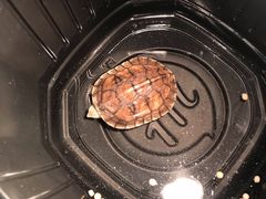 -灵龟之家百象馆(百象馆联合旗舰店)