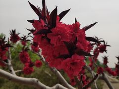 -大兴滨河森林公园