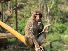 -西双版纳原始森林公园