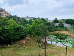 -西霞口神雕山野生动物世界