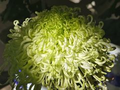 -杭州植物园