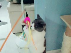 -喵的天空名猫咖啡馆·撸猫·猫舍·用品