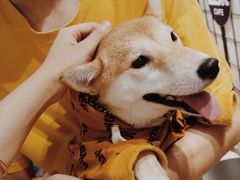 -逗柴咖啡屋·狗咖猫咖宠物桌游