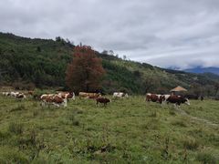 -硗碛藏寨·神木垒景区