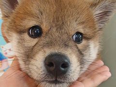 -贝康宠物医院·犬猫全科·小动物特色诊疗中心(东环路店)