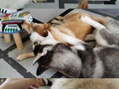 -汪说·狗咖(旺城大厦店)