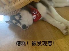 -Husky Go! 哈士奇体验馆·宠物咖啡厅狗咖