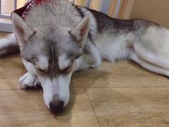 -Husky Go! 哈士奇体验馆·宠物咖啡厅狗咖