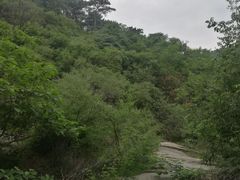 -北京鹫峰国家森林公园