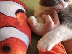 -猫猫幼稚园·撸猫·桌游·电玩