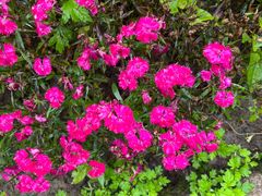 -庐山风景区花径公园