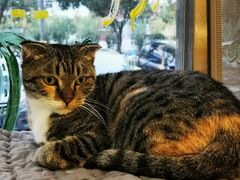 -平行世界·猫咖(首经贸店)