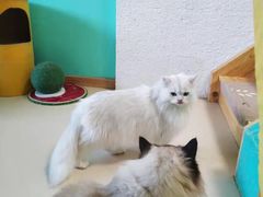 -猫在这儿猫咪咖啡馆·撸猫馆