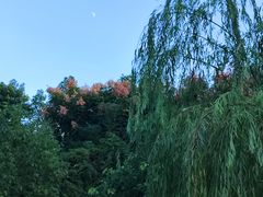 -三垟湿地