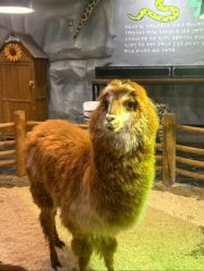 -Zoolung Zoolung动物主题公园(海信广场店)