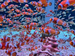 -海合安成都极地海洋公园