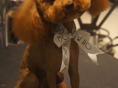 -Oh My Dog宠物沙龙(伊珊娜皮毛护理店)