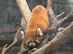 -武汉动物园