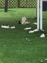 -萌宠亲子动物乐园(槐房万达店)