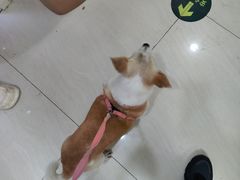 -美联众合动物医院·24h京西诊疗中心