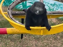 -西霞口神雕山野生动物世界