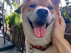 -柴犬高等学院·狗咖·柴犬售卖·宠物训练