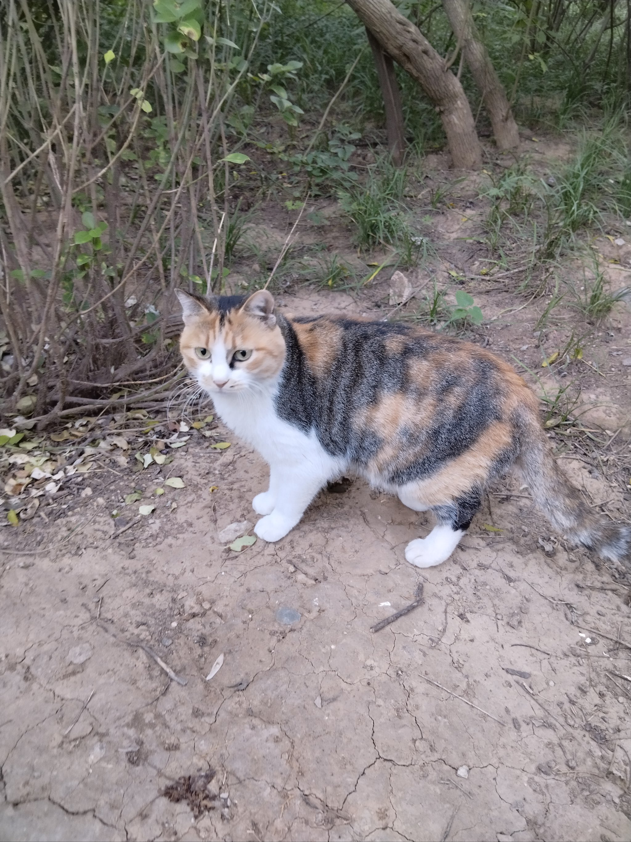 吉林北山小猫图片