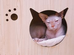 -猫小院猫主题咖啡厅(北锣店)