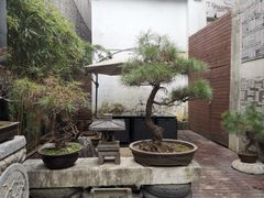 -觀芷隐轩