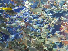 -成都浩海立方海洋公园