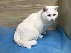 -纳吉亚猫专科动物医院(康都外科中心)