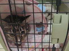 -米苏动物医院·犬猫专科·骨科外科内窥镜
