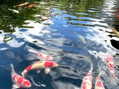 -香麒园·过桥米线·南湖雅宴