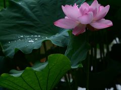 -陈家山荷花公园