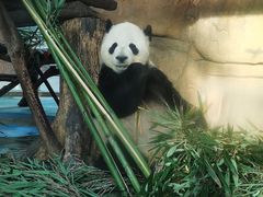-成都动物园