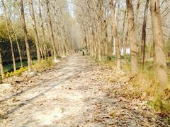 -合肥滨湖国家森林公园