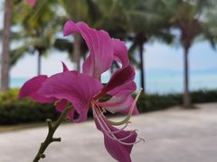 -三亚西岛海洋文化旅游区