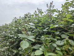 -上海滨江森林公园