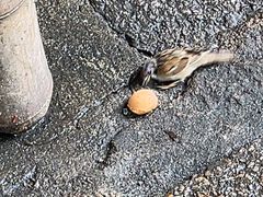 -利强记北角鸡蛋仔(弥敦道店 )