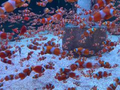 -海合安成都极地海洋公园