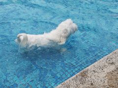 -汪说喵讲宠物乐园宠物酒店(红星美凯龙店)