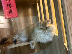 -白兔子密室(长寿路店)